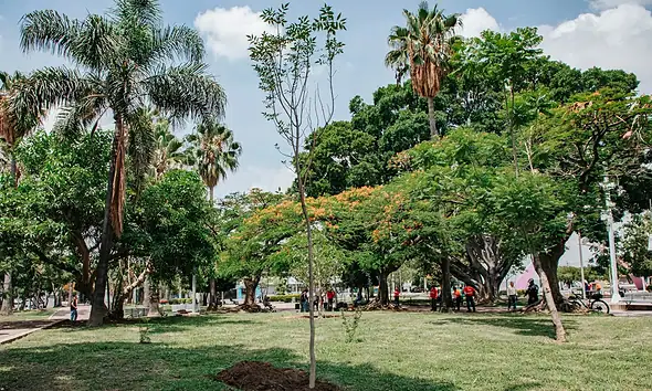 Proyectan sembrar 20 mil árboles en Guadalajara