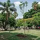 Proyectan sembrar 20 mil árboles en Guadalajara