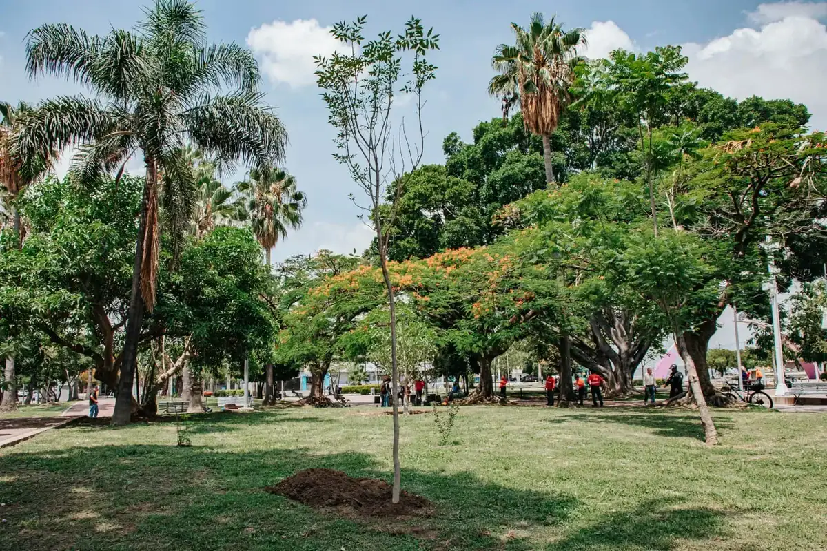 Proyectan sembrar 20 mil árboles en Guadalajara