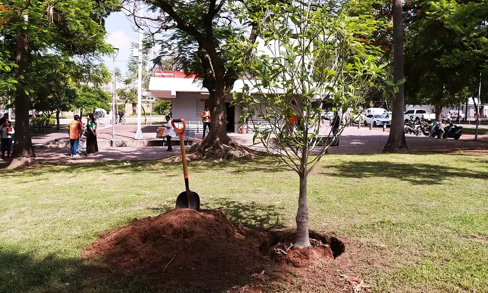 Buscan plantar 211 mil árboles en todo Jalisco