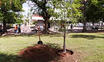 Buscan plantar 211 mil árboles en todo Jalisco