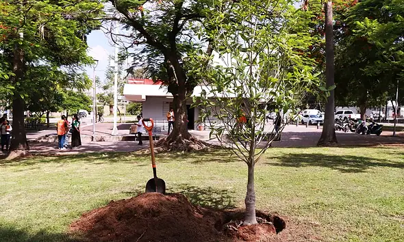 Buscan plantar 211 mil árboles en todo Jalisco