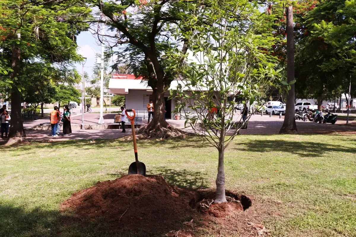 Buscan plantar 211 mil árboles en todo Jalisco