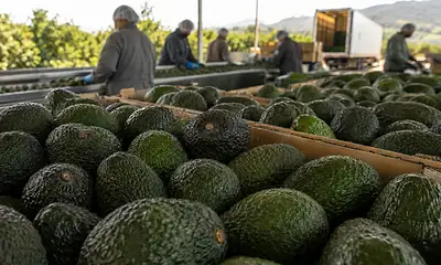 La producción de aguacate de Jalisco superará las 330 mil toneladas este año