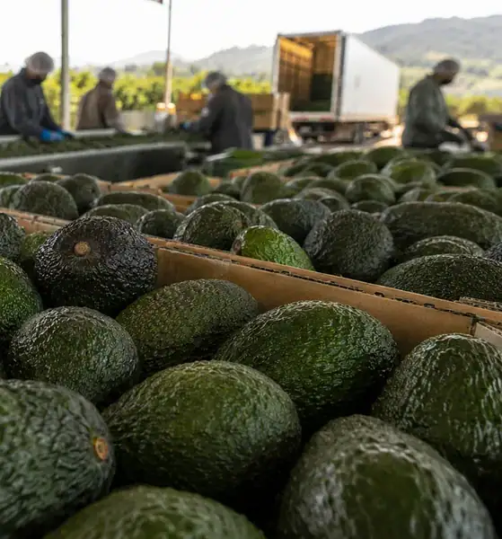 La producción de aguacate de Jalisco superará las 330 mil toneladas este año