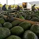 La producción de aguacate de Jalisco superará las 330 mil toneladas este año