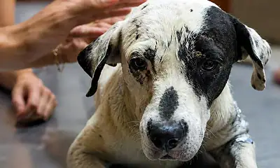 Elementos de la Fiscalía de Jalisco cumplimentan una orden de aprehensión contra dos hombres investigados por la agresión a la perrita Vaquita en Tlajomulco.