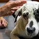 Elementos de la Fiscalía de Jalisco cumplimentan una orden de aprehensión contra dos hombres investigados por la agresión a la perrita Vaquita en Tlajomulco.