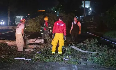 El presente temporal de lluvias provocó la caída de 617 árboles en Guadalajara.