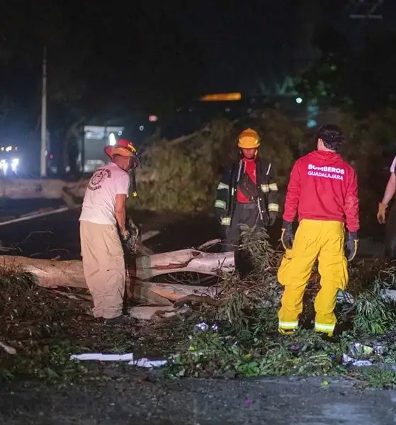 El presente temporal de lluvias provocó la caída de 617 árboles en Guadalajara.