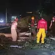 El presente temporal de lluvias provocó la caída de 617 árboles en Guadalajara.