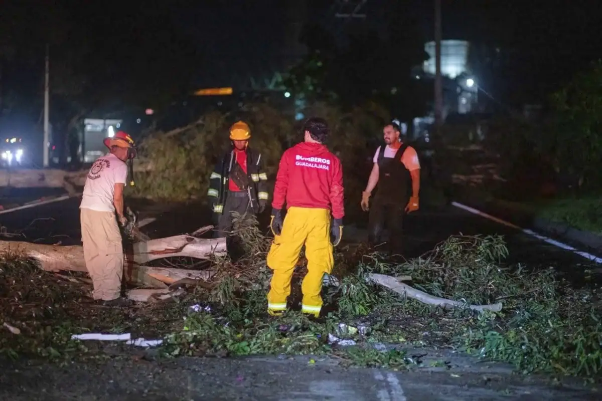 El presente temporal de lluvias provocó la caída de 617 árboles en Guadalajara.