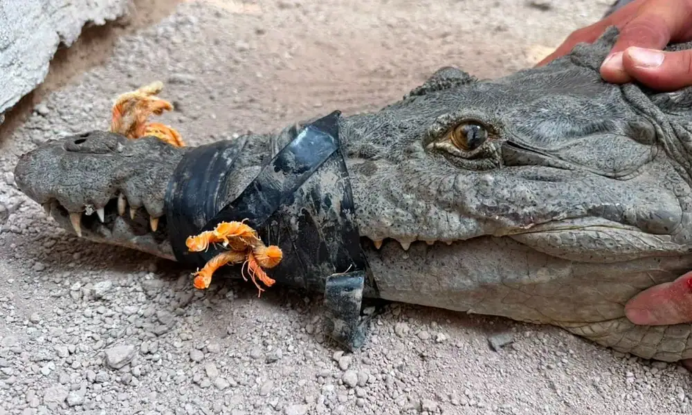 Resguardan en Tlajomulco a cocodrilo de más de 2 metros capturado en Magdalena