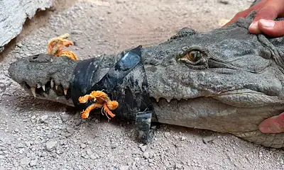 Resguardan en Tlajomulco a cocodrilo de más de 2 metros capturado en Magdalena