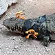 Resguardan en Tlajomulco a cocodrilo de más de 2 metros capturado en Magdalena