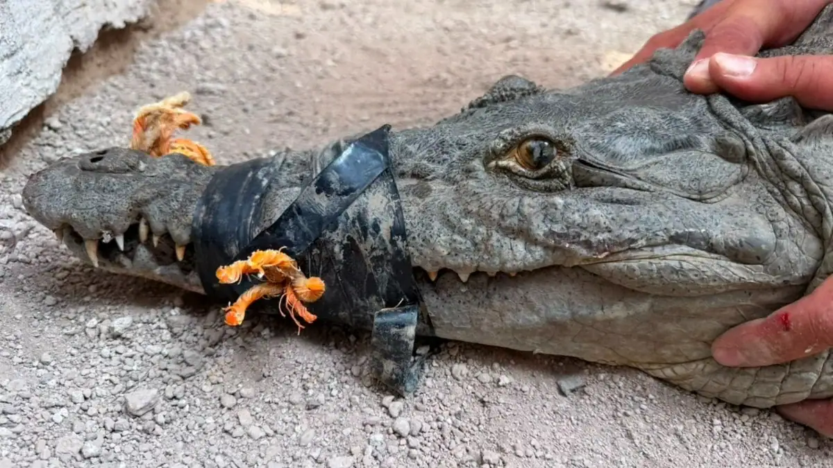 Resguardan en Tlajomulco a cocodrilo de más de 2 metros capturado en Magdalena