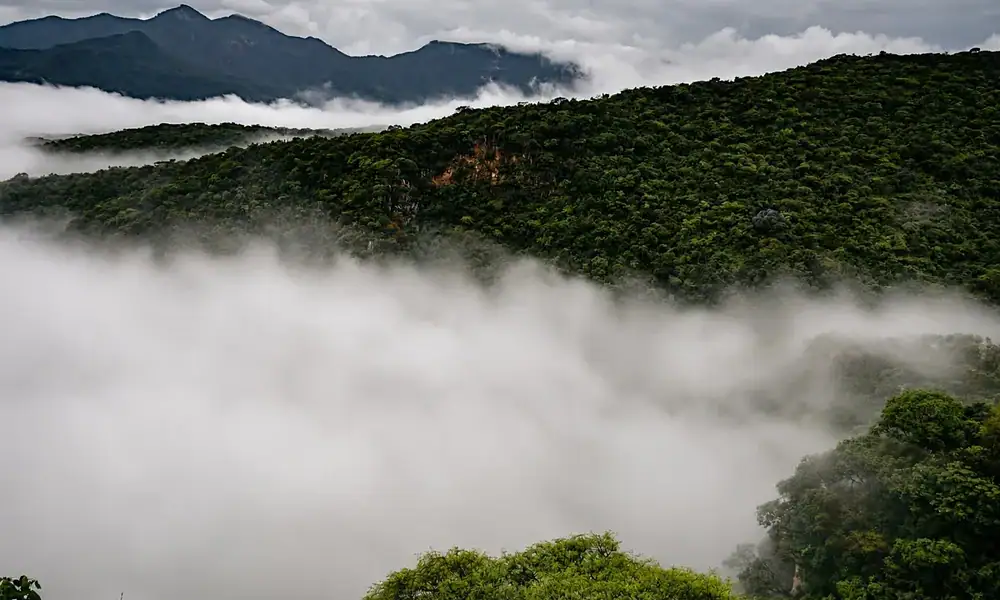 Sierra de Quila eleva a 86% la sobrevivencia de árboles reforestados
