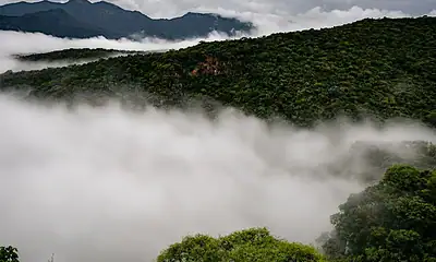 Sierra de Quila eleva a 86% la sobrevivencia de árboles reforestados