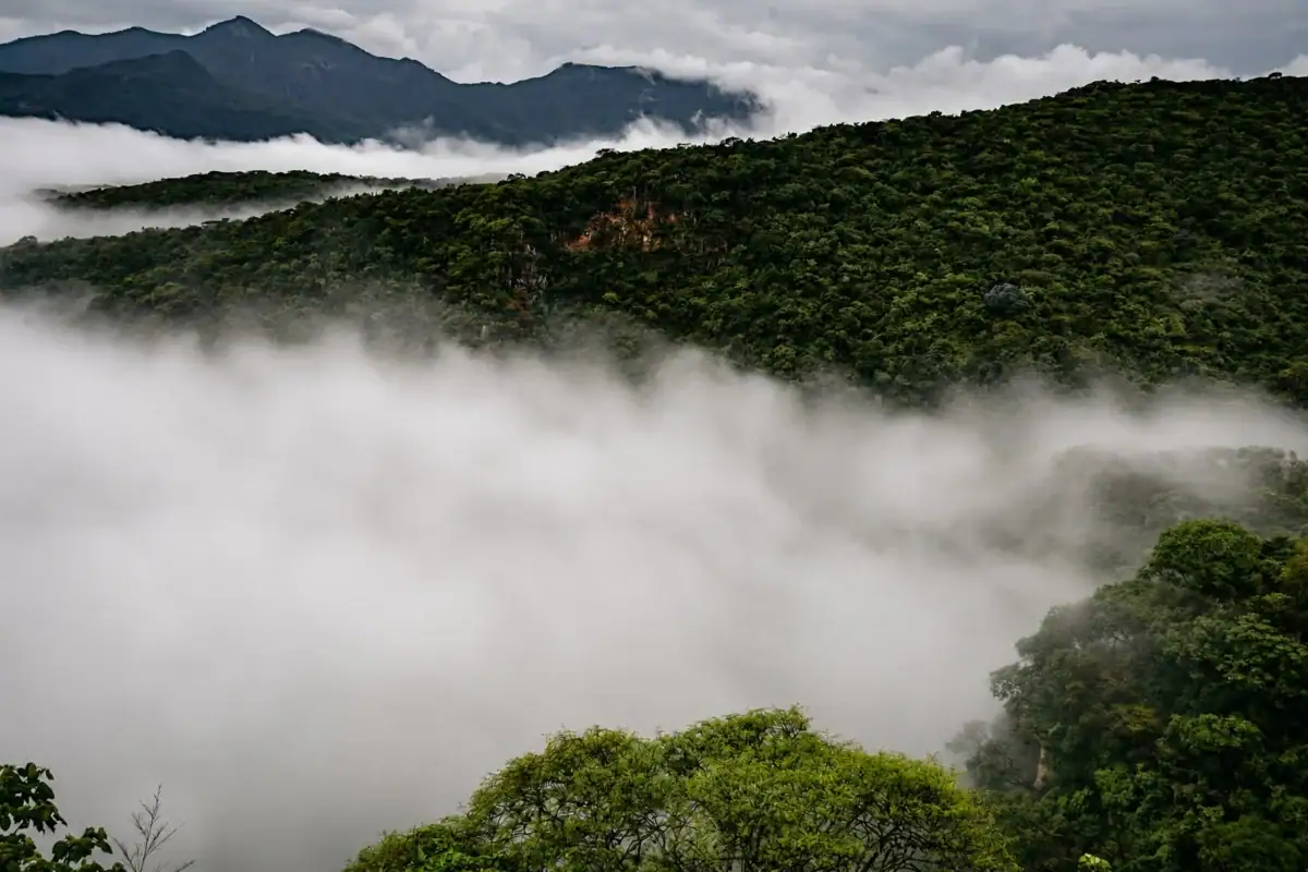 Sierra de Quila eleva a 86% la sobrevivencia de árboles reforestados