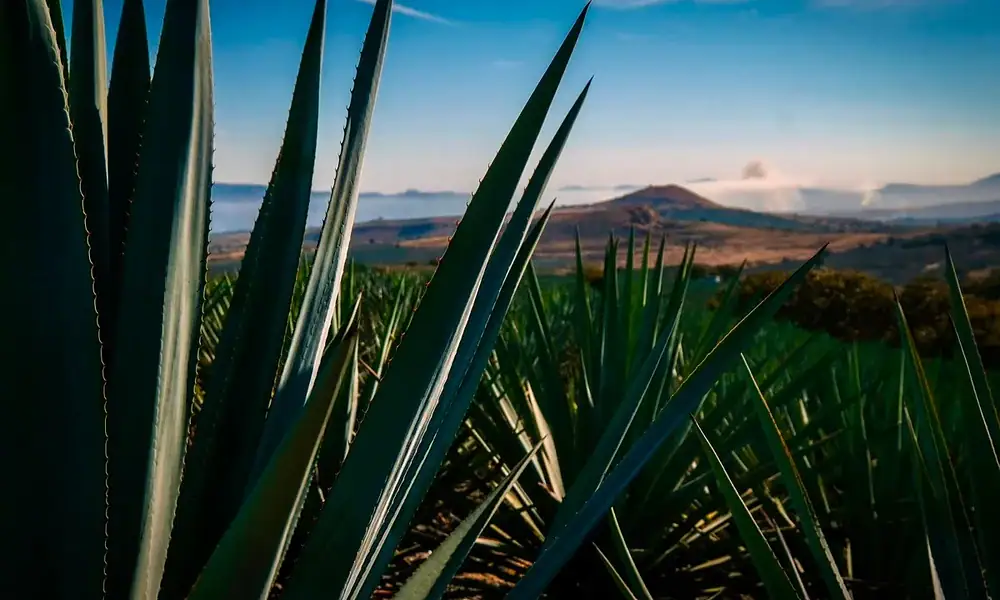 Paisaje Agavero cumple 20 años como Patrimonio Mundial