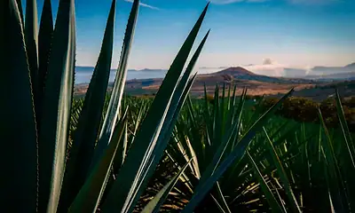 Paisaje Agavero cumple 20 años como Patrimonio Mundial