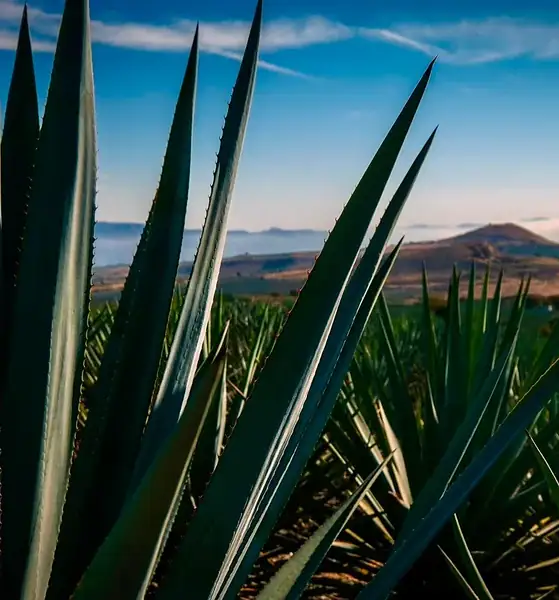 Paisaje Agavero cumple 20 años como Patrimonio Mundial