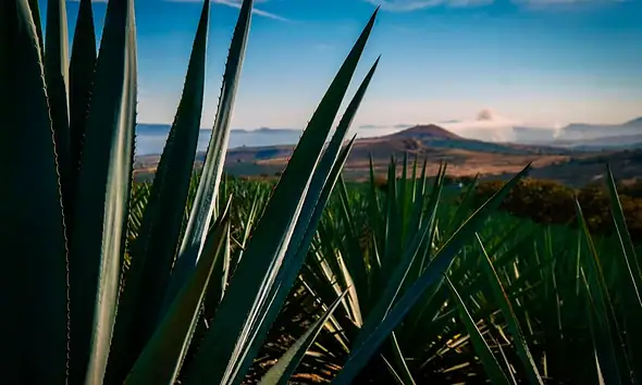 Paisaje Agavero cumple 20 años como Patrimonio Mundial
