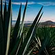 Paisaje Agavero cumple 20 años como Patrimonio Mundial