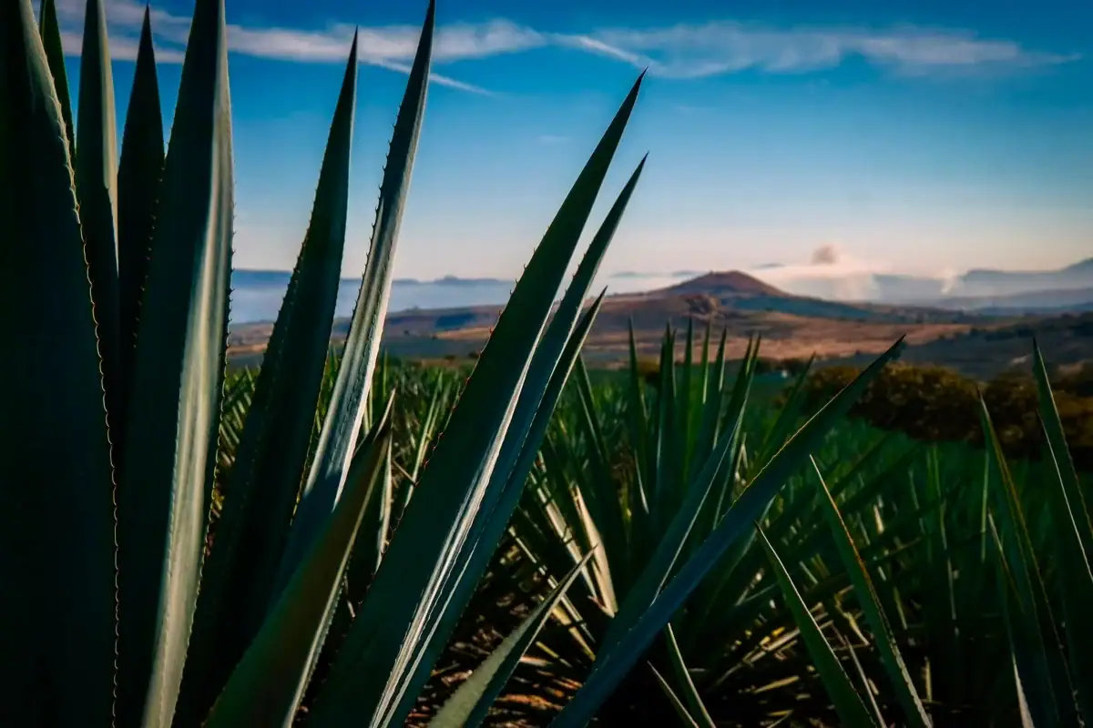 Paisaje Agavero cumple 20 años como Patrimonio Mundial