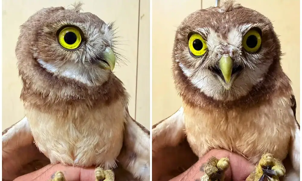 Resguardan en Tlajomulco a tecolote con marcas de jaula