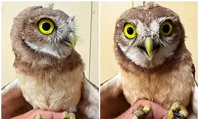 Resguardan en Tlajomulco a tecolote con marcas de jaula