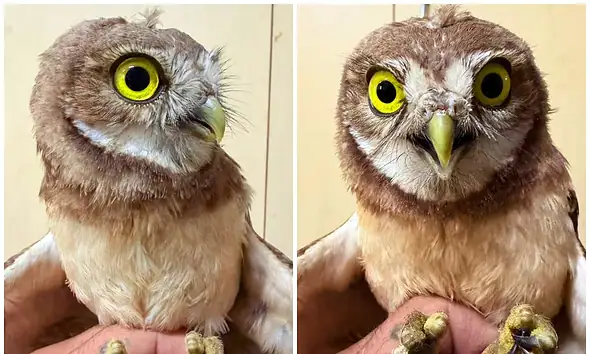 Resguardan en Tlajomulco a tecolote con marcas de jaula