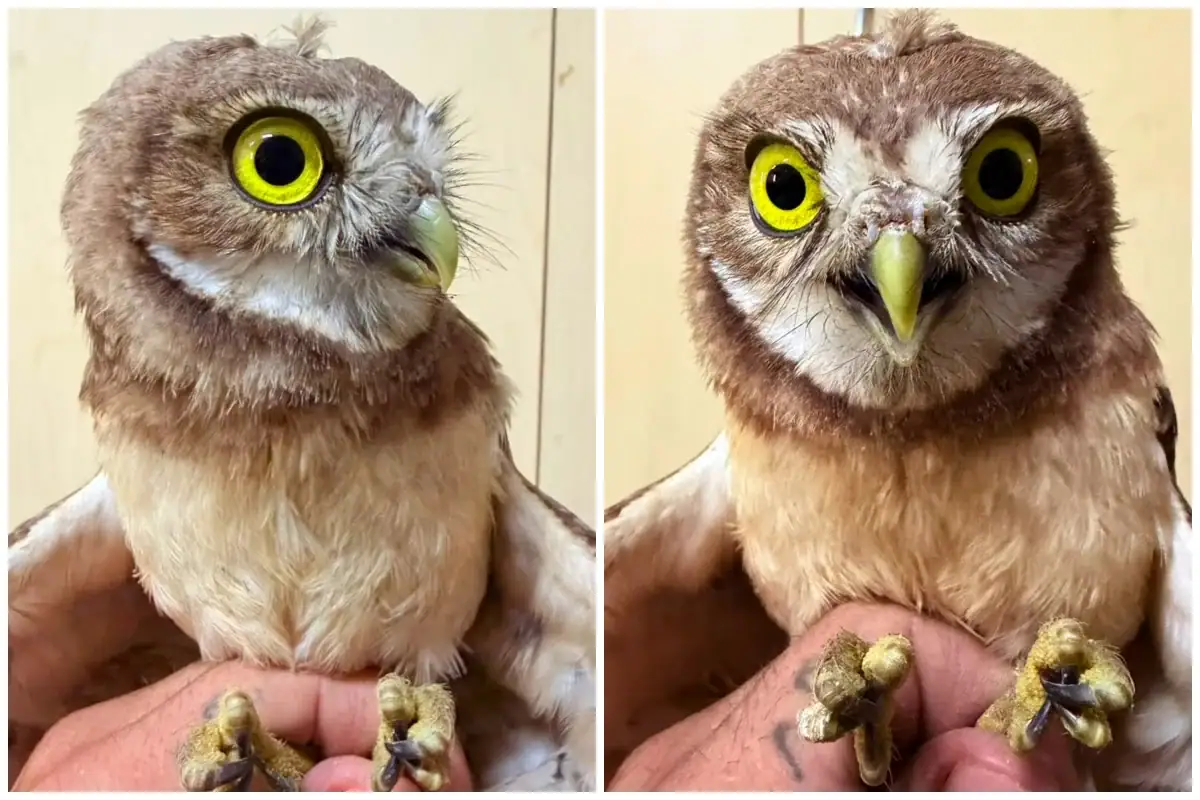 Resguardan en Tlajomulco a tecolote con marcas de jaula