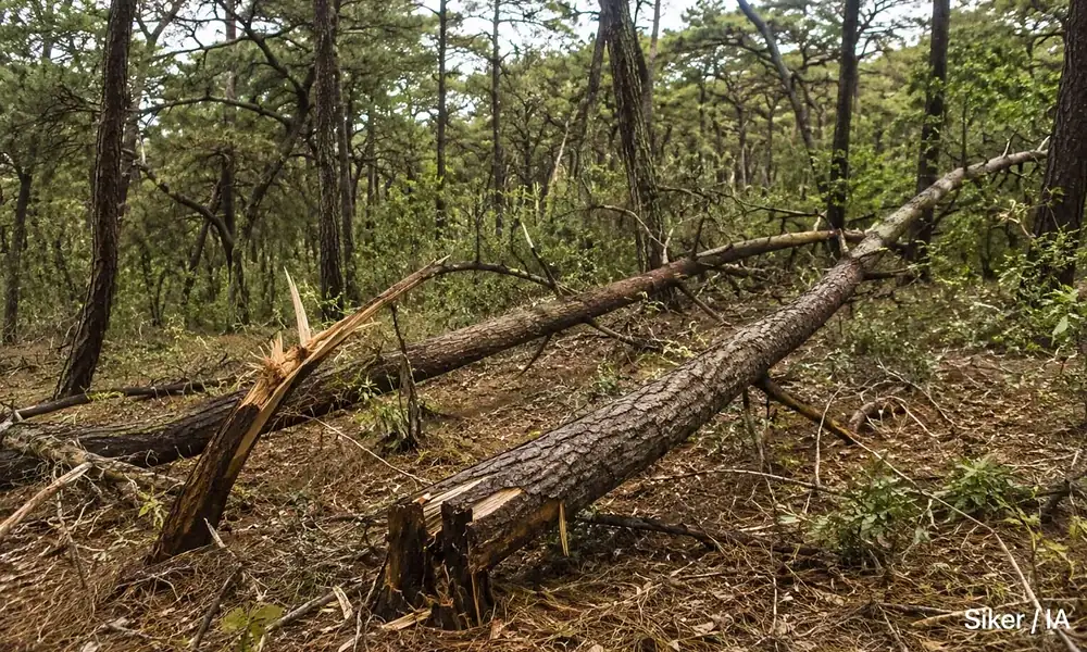 Árboles caídos por el temporal de lluvias en bosques urbanos de la ZMG