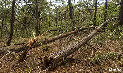 Árboles caídos por el temporal de lluvias en bosques urbanos de la ZMG