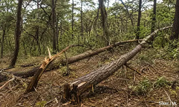 Árboles caídos por el temporal de lluvias en bosques urbanos de la ZMG