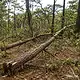Árboles caídos por el temporal de lluvias en bosques urbanos de la ZMG
