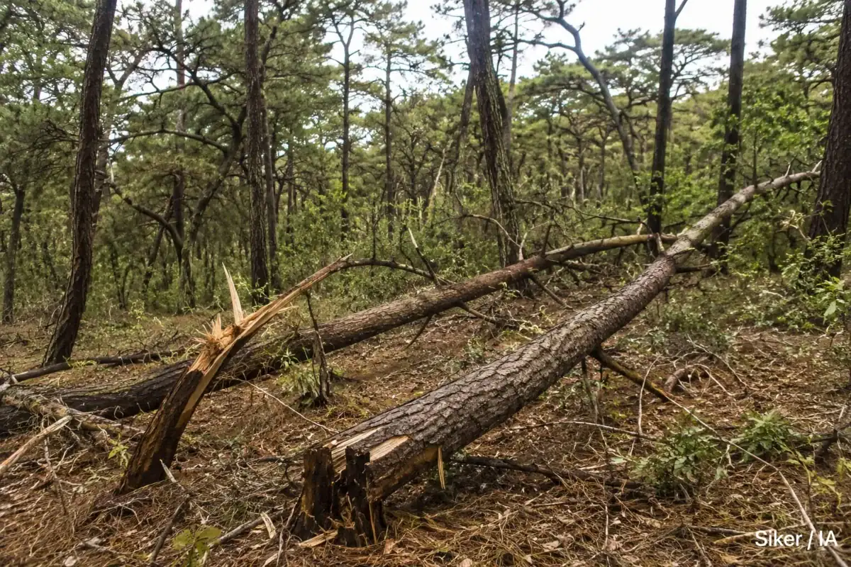 Árboles caídos por el temporal de lluvias en bosques urbanos de la ZMG