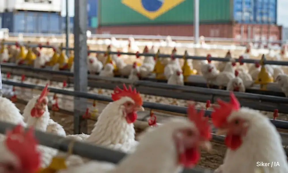 Avicultores de Jalisco alertan por importaciones de pollo desde Brasil
