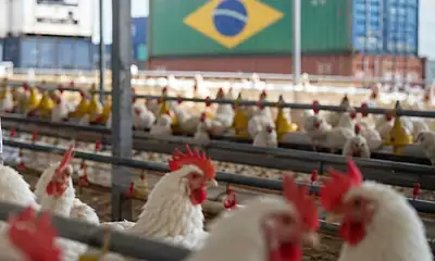 Avicultores de Jalisco alertan por importaciones de pollo desde Brasil