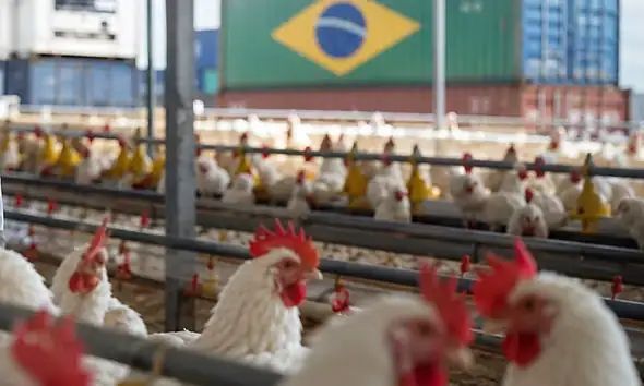 Avicultores de Jalisco alertan por importaciones de pollo desde Brasil