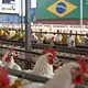Avicultores de Jalisco alertan por importaciones de pollo desde Brasil
