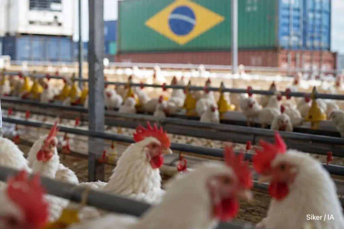 Avicultores de Jalisco alertan por importaciones de pollo desde Brasil