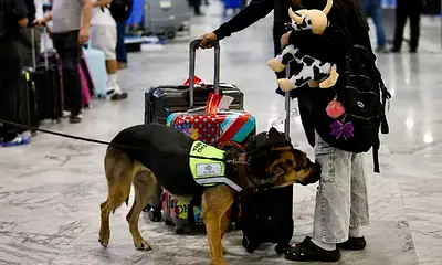 Un binomio canino inspecciona equipajes en un aeropuerto de Jalisco para detectar productos que podrían representar riesgos fitozoosanitarios.