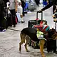 Un binomio canino inspecciona equipajes en un aeropuerto de Jalisco para detectar productos que podrían representar riesgos fitozoosanitarios.