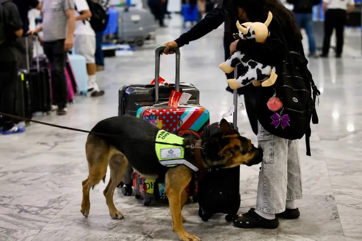 Un binomio canino inspecciona equipajes en un aeropuerto de Jalisco para detectar productos que podrían representar riesgos fitozoosanitarios.