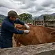 Veterinario inspecciona ganado ante los casos de gusano barrenador en Jalisco.