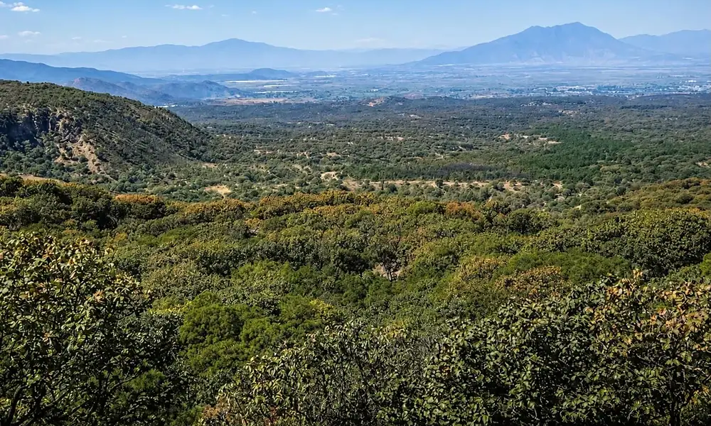 Personas plantan árboles durante una jornada de reforestación en una zona forestal de Jalisco.