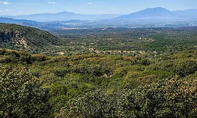 Personas plantan árboles durante una jornada de reforestación en una zona forestal de Jalisco.