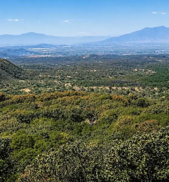 Personas plantan árboles durante una jornada de reforestación en una zona forestal de Jalisco.